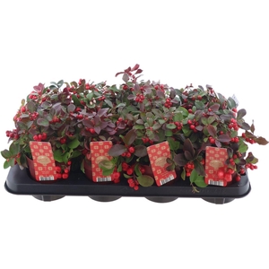 Gaultheria Pr. Big Berry P12