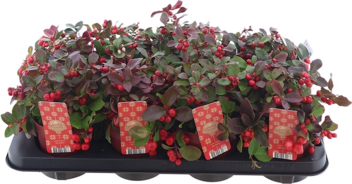 <h4>Gaultheria Pr. Big Berry P12</h4>