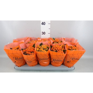 Kalanchoe blos. 'Perfecta Orange'