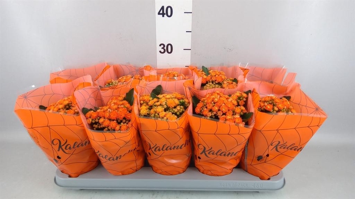 <h4>Kalanchoe blos. 'Perfecta Orange'</h4>