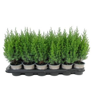Juniperus chinensis Stricta