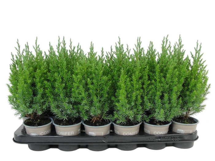 <h4>Juniperus chinensis Stricta</h4>
