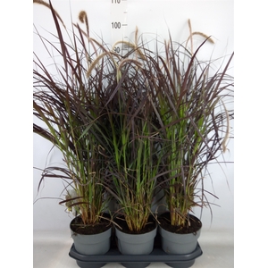 Pennisetum advena 'Rubrum'