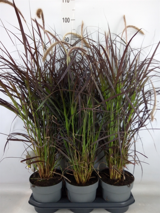 <h4>Pennisetum advena 'Rubrum'</h4>