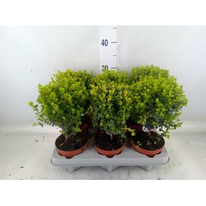 Myrsine africana