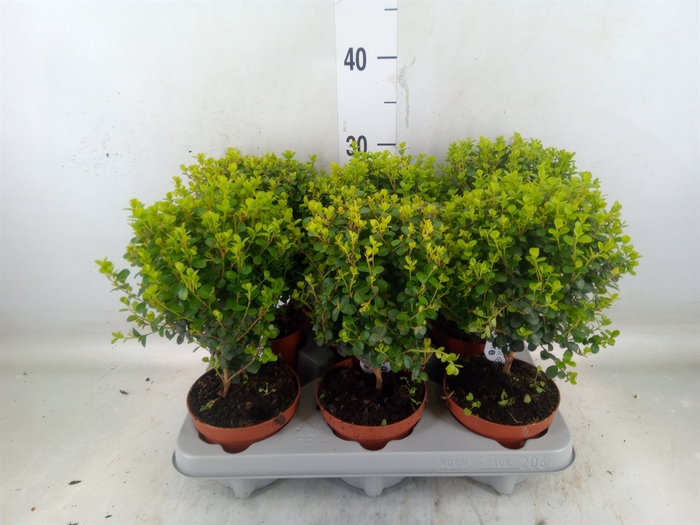 <h4>Myrsine africana</h4>