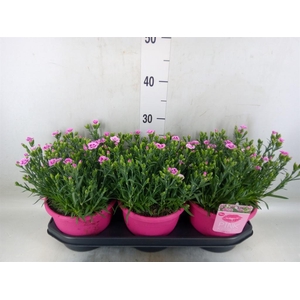 Dianthus  'Pink Kisses'