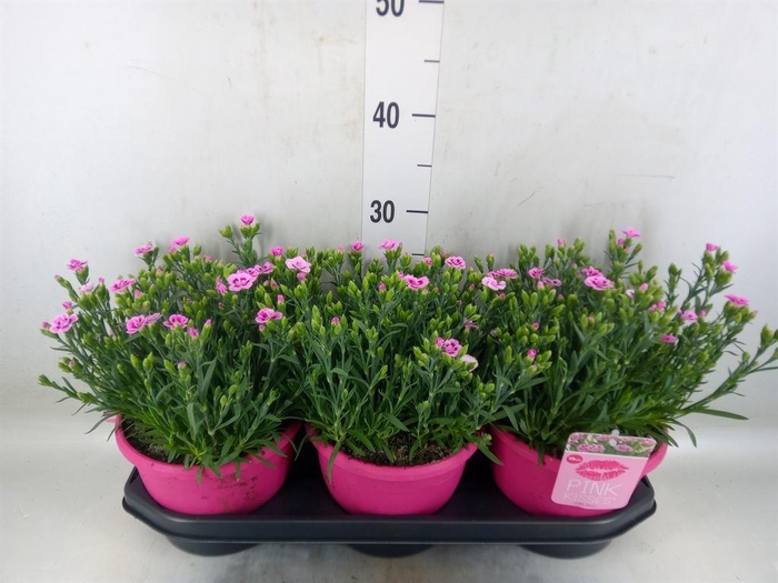 <h4>Dianthus  'Pink Kisses'</h4>