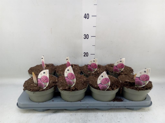 <h4>Allium  'Ostara'</h4>