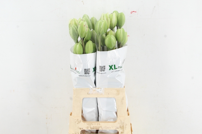 <h4>TU DU JONQUIERES XL</h4>