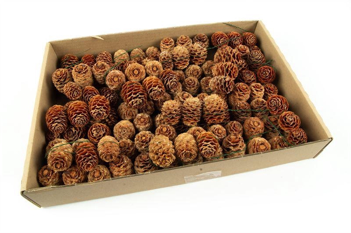 <h4>Leucadendron sabulosum streng nat.</h4>