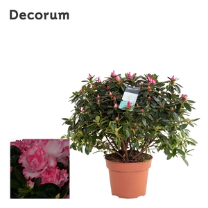 Azalea 17 cm Bont - Decorum