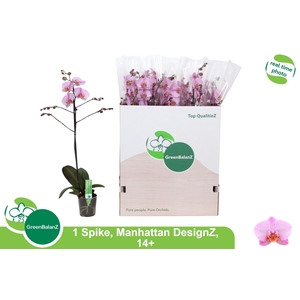 PHAL OV ROZE
