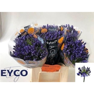 Agap Eyfori Blue