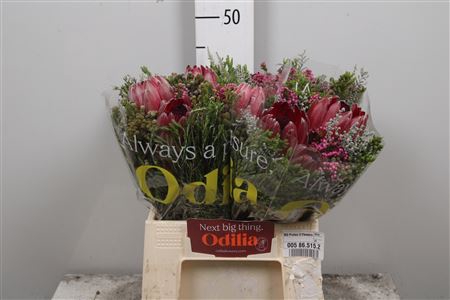 <h4>Protea Bq 3 Flowers</h4>