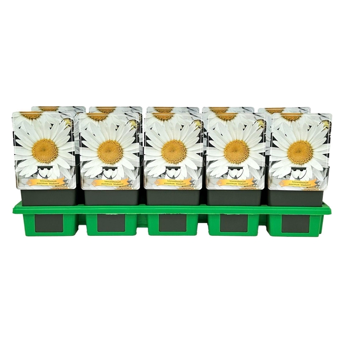 <h4>Leucanthemum (Superbum Grp) Madonna</h4>