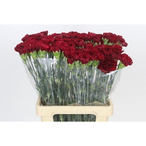 Dianthus St Junko