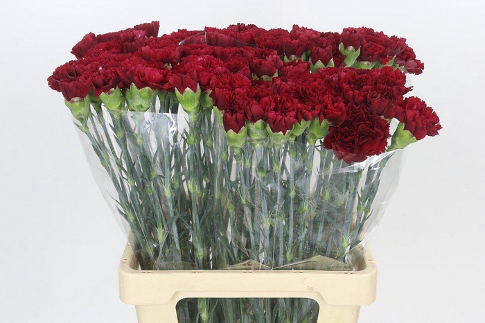 <h4>Dianthus St Junko</h4>
