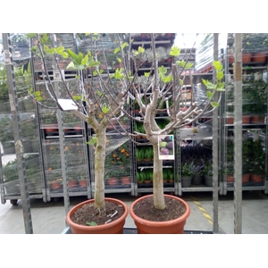 Ficus carica