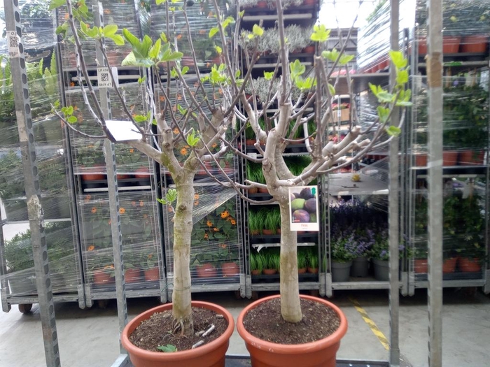 <h4>Ficus carica</h4>
