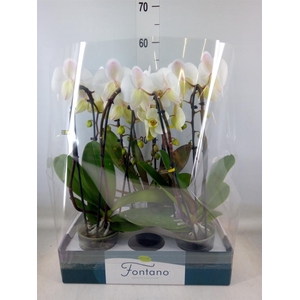 Phalaenopsis   ...white