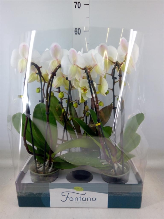 <h4>Phalaenopsis   ...white</h4>
