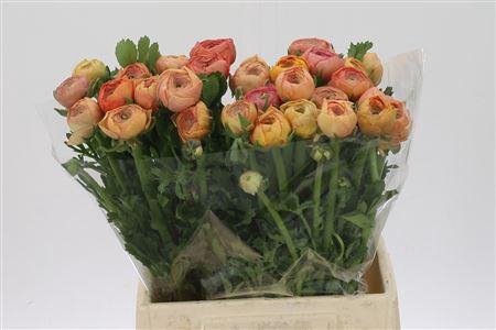 <h4>Ran Aazur Salmon</h4>