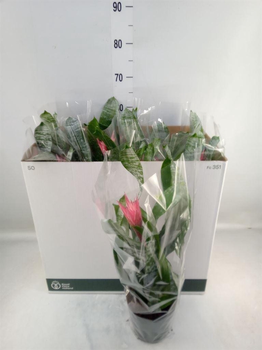 <h4>Aechmea fasciata 'Primera'</h4>
