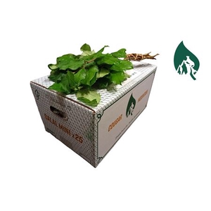 SALAL MINI