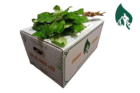 SALAL MINI COUGAR