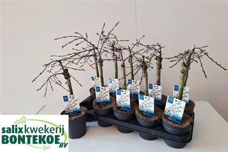 <h4>Salix Rep Iona</h4>