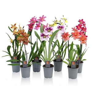 Inca Orchid mix 1 spike incl. Cascade 9cm