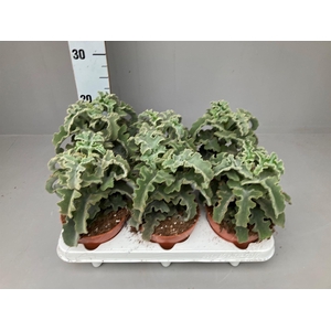 Kalanchoe NF   ...
