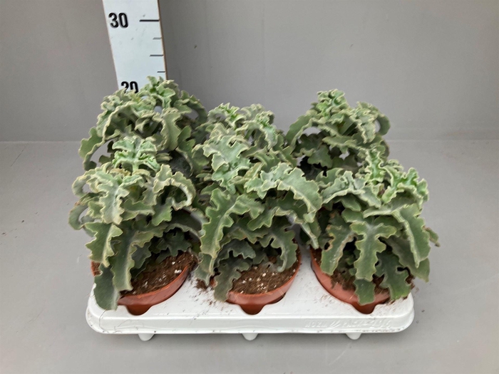 Kalanchoe NF   ...