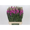 Matthiola Iron Hot Pink