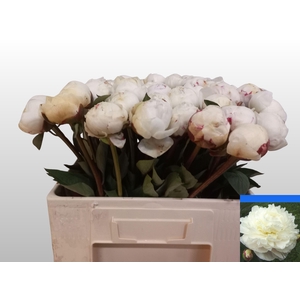 PAEO L MARY NICHOLLS