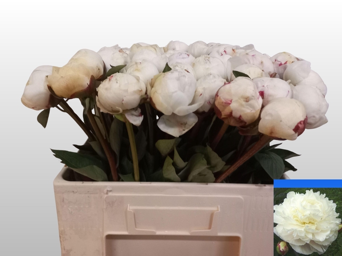 <h4>PAEO L MARY NICHOLLS</h4>