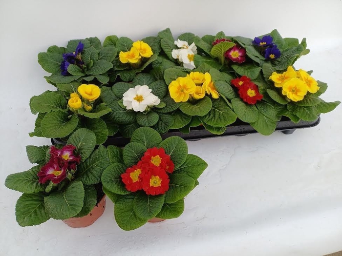 <h4>PRIM ACAULIS GEMENGD</h4>