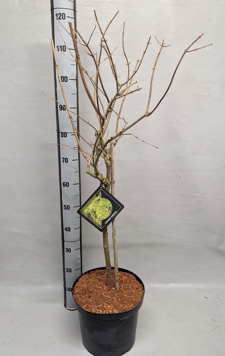 <h4>HYDR PANICULATA</h4>