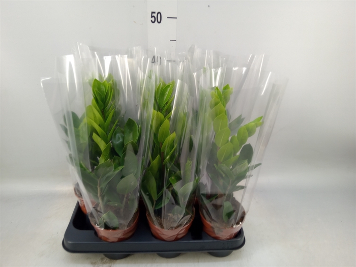 <h4>Zamioculcas zamiifolia</h4>