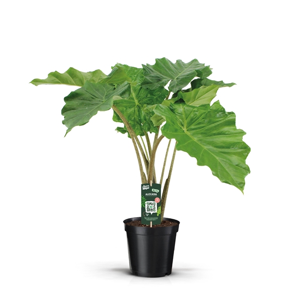 <h4>Alocasia Portodora 21c</h4>