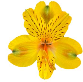 <h4>Alstr Florida Yellow 60cm EC</h4>