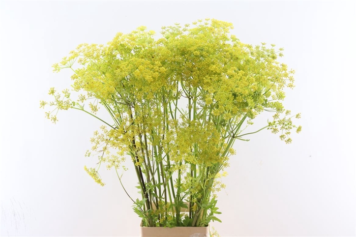 <h4>Angelica Gigas Yellow 100cm</h4>