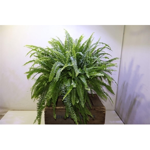 arr8 Nephr Ex Green Lady