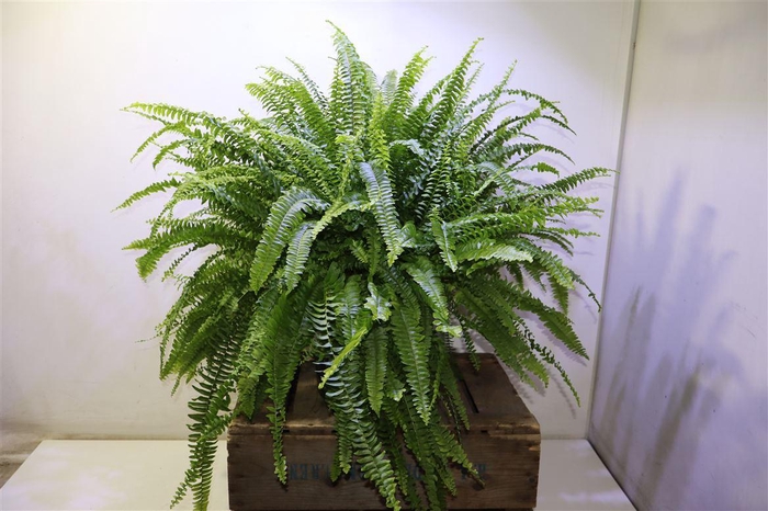 <h4>arr8 Nephr Ex Green Lady</h4>