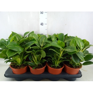 Philodendron  'Birkin'