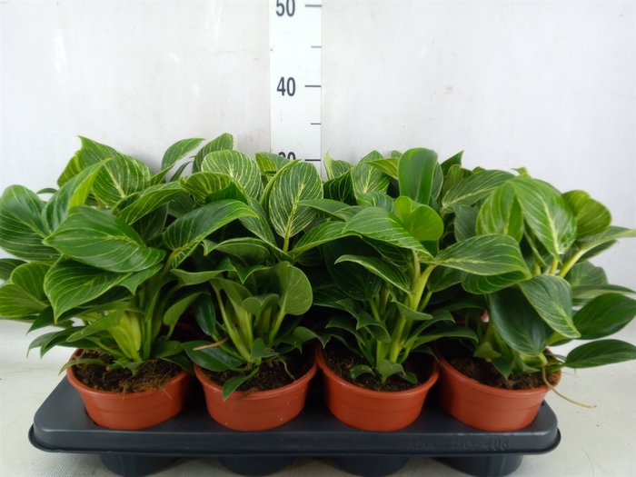 <h4>Philodendron  'Birkin'</h4>