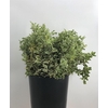 Pittosporum Nigra