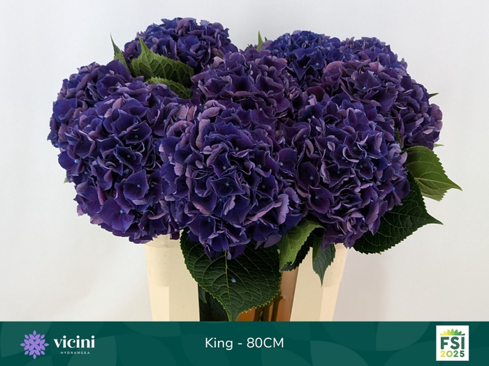 <h4>HYDR M ROYAL KING</h4>