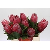 Protea Cynaroides Madiba